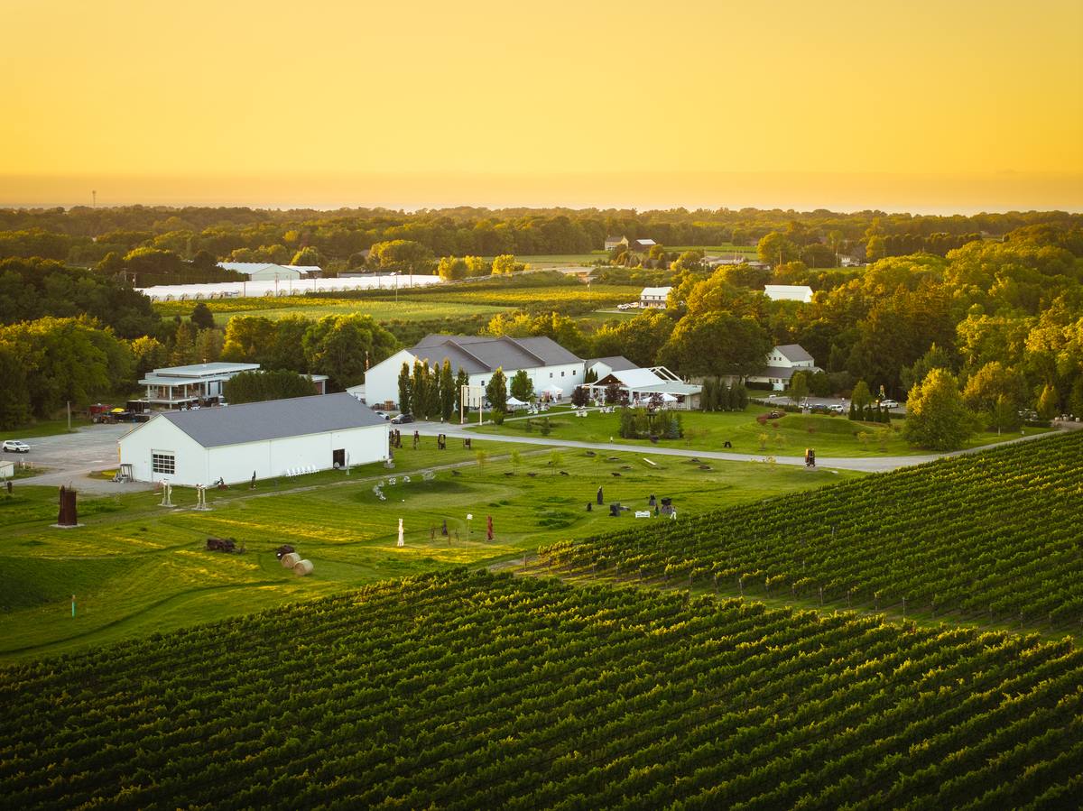 Aerial of vineyard rows with Lake Ontario on the horizon at golden hour
