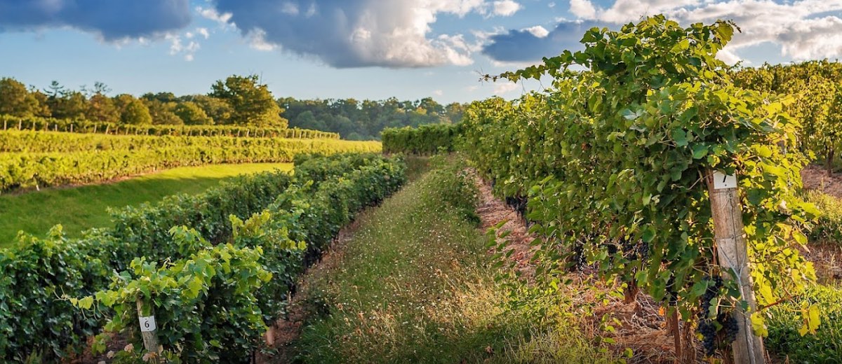 A self-guided wine route winding through Niagara's Twenty Valley vineyards
